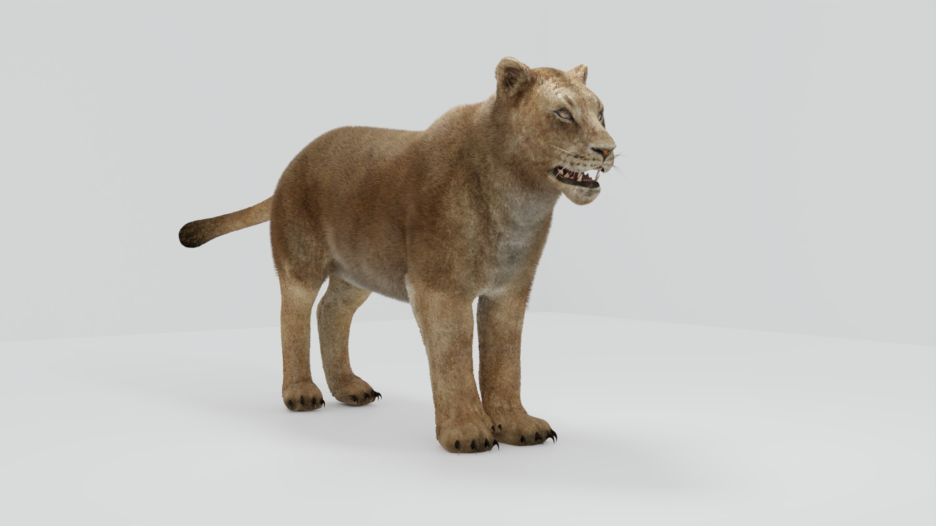 Lioness 3D Model - TurboSquid 1868044