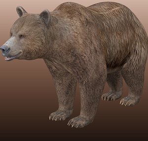 Grizzly Bear Rigged 3D model