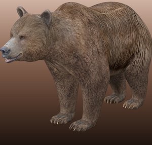 Grizzly Bear Rigged