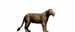 Young Lion 3d Blender model 3D model