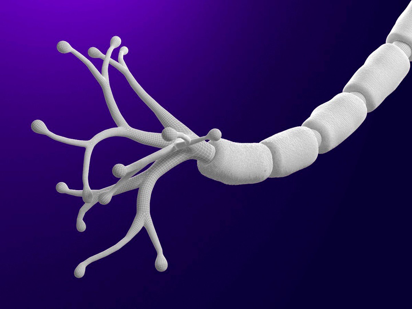 Neuron 3d Max