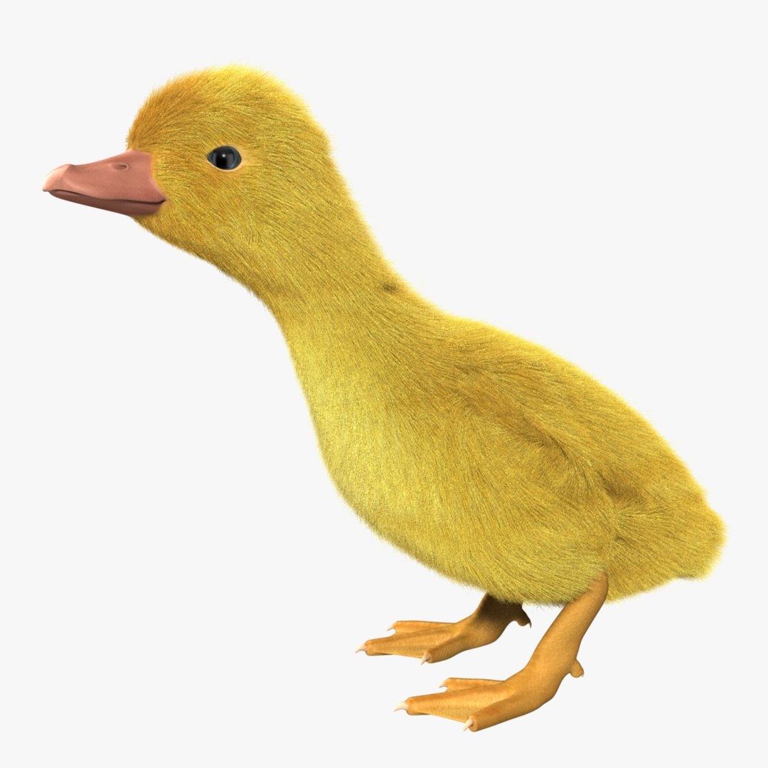 maya duckling animation fur https://p.turbosquid.com/ts-thumb/2e/Perhg9/0HZx0jw4/r04/jpg/1419917483/1920x1080/fit_q87/6102f78ca698d8fe094fbcc0b5834882c4aded22/r04.jpg