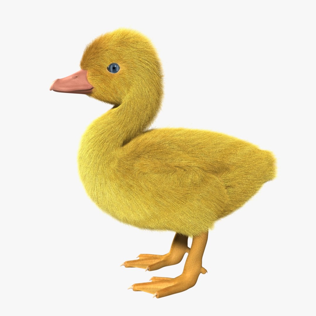 maya duckling animation fur https://p.turbosquid.com/ts-thumb/2e/Perhg9/Gtmh4ayQ/r07/jpg/1419936104/1920x1080/fit_q87/94aad64922e08b1e6bb12ae9ca6fcbe685cd9b5d/r07.jpg