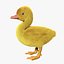 Duckling