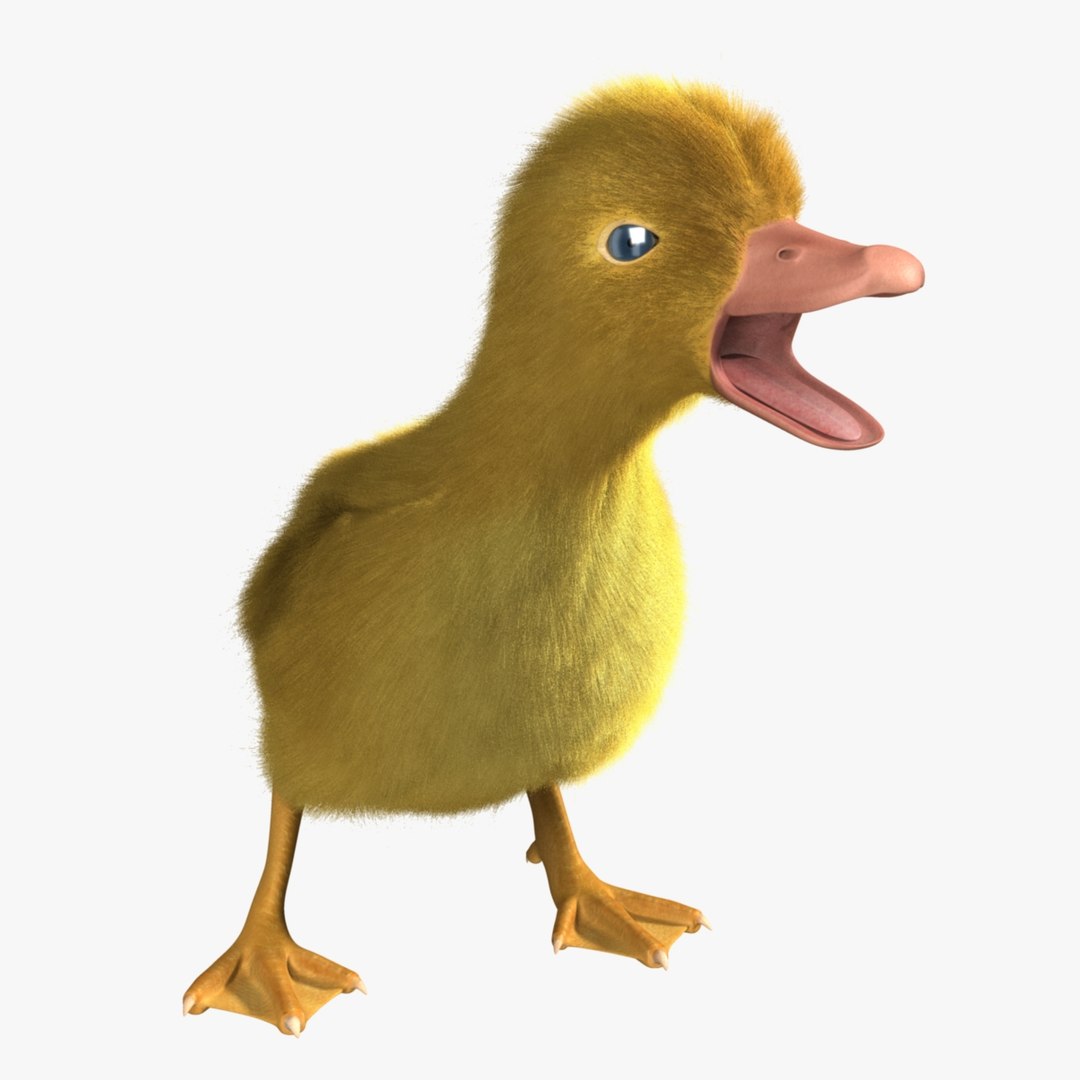 maya duckling animation fur https://p.turbosquid.com/ts-thumb/2e/Perhg9/Ofvanokx/r05/jpg/1419919899/1920x1080/fit_q87/285fffffe1005e9e23ffe1a993c36a495b0d7471/r05.jpg