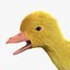 Duckling