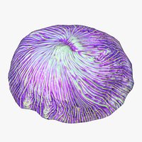Fungia Coral Low Poly