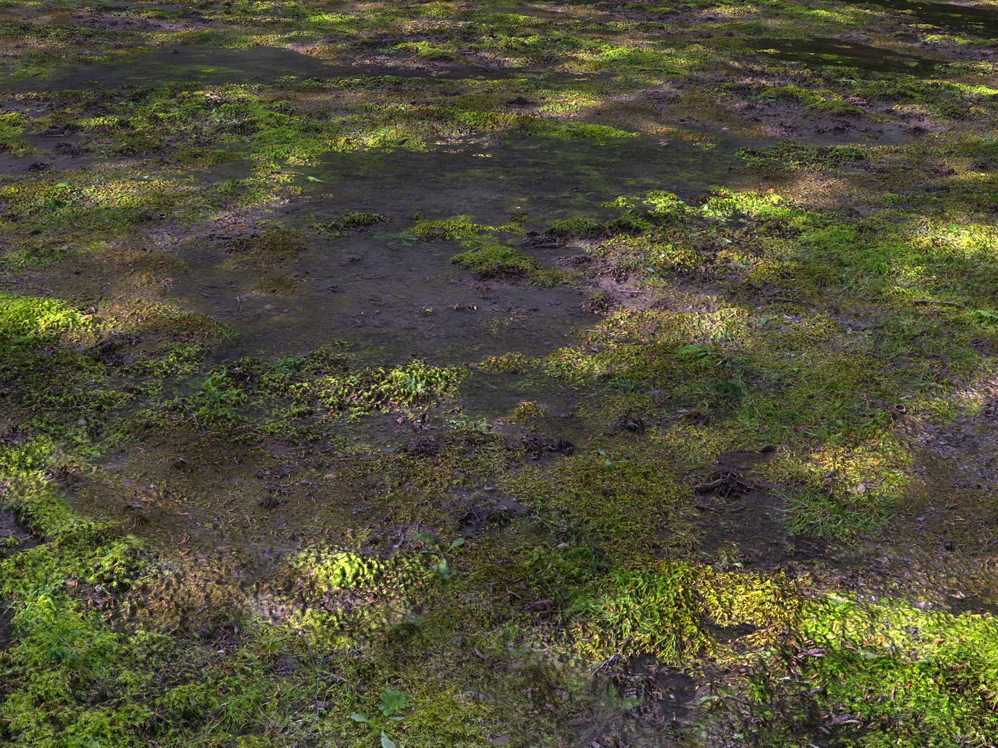 3d Model Forest Ground Pack