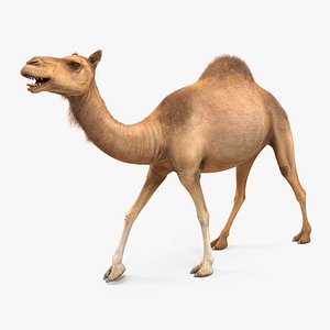 3d camel walking pose fur