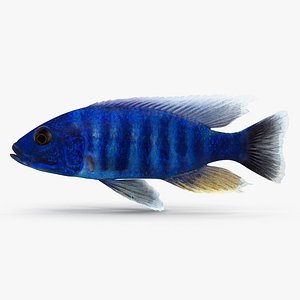3d sciaenochromis fryeri cichlid