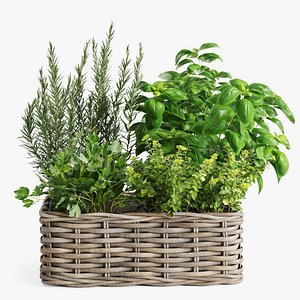 Kitchen Herbs in Wicker Basket