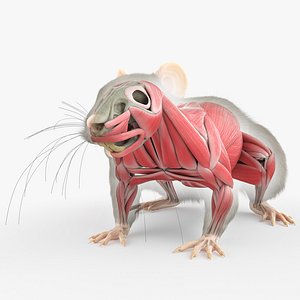 Rat Body Skeleton and Muscles Static model