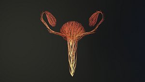 3D Human uterus unrolling growing animation