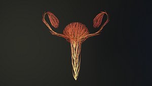 Human uterus unrolling growing animation