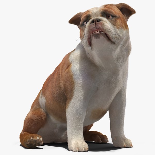 3D Bulldog Sitting Up Fur