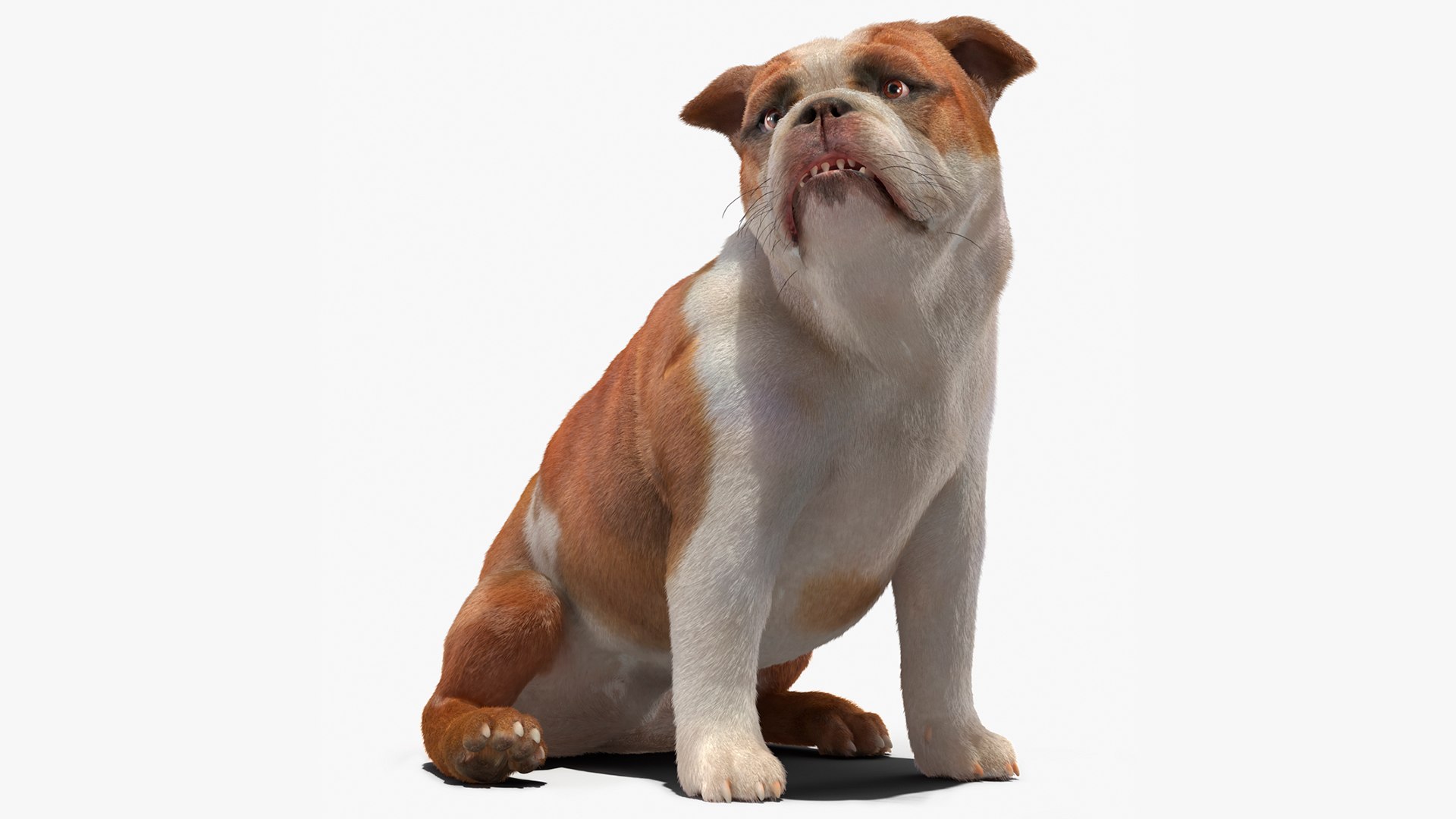 Bulldog Sitting Up Fur 3D model preview