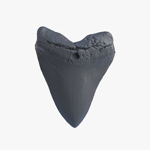 max scan tooth