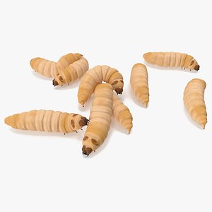 Maggot Fly Scene model