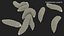 Maggot Fly Scene