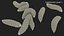 Maggot Fly Scene