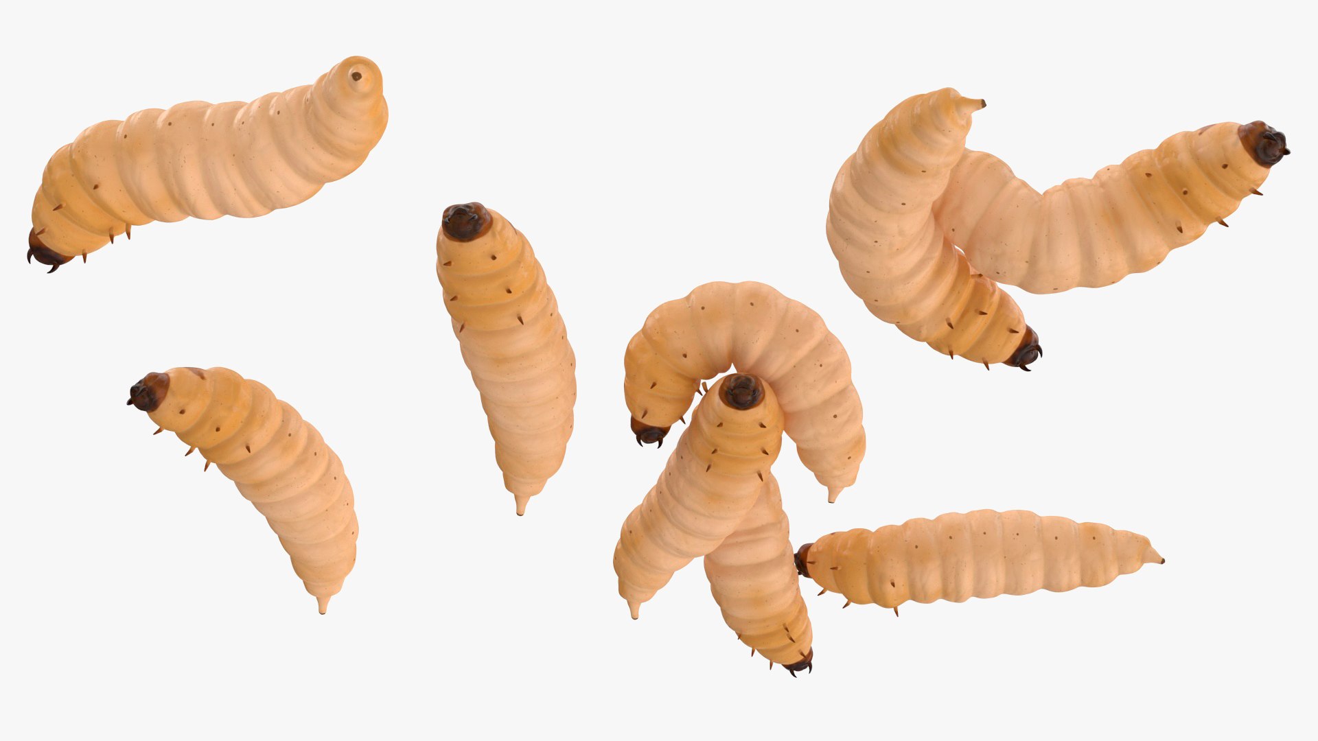 Maggot Fly Scene model https://p.turbosquid.com/ts-thumb/2f/QVbwk6/Uy/maggotflyscenemb3dmodel016/jpg/1702431232/1920x1080/fit_q87/d0875ae13c40f465b29519f44301dd08c60d85c0/maggotflyscenemb3dmodel016.jpg
