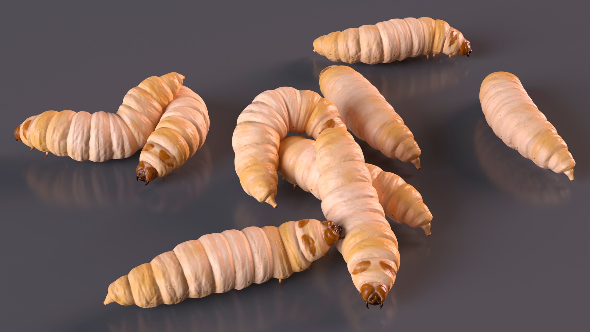Maggot Fly Scene model https://p.turbosquid.com/ts-thumb/2f/QVbwk6/Wq/maggotflyscenemb3dmodel010/jpg/1702431211/1920x1080/fit_q87/d4665f8218ebda6c6e680f510213fed0bfb8b7b3/maggotflyscenemb3dmodel010.jpg