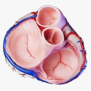 Medically accurate Transverse Cross-Section of the Human Heart 3D model
