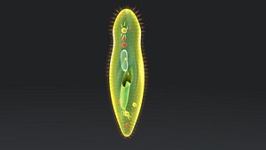 paramecium protozoa obj