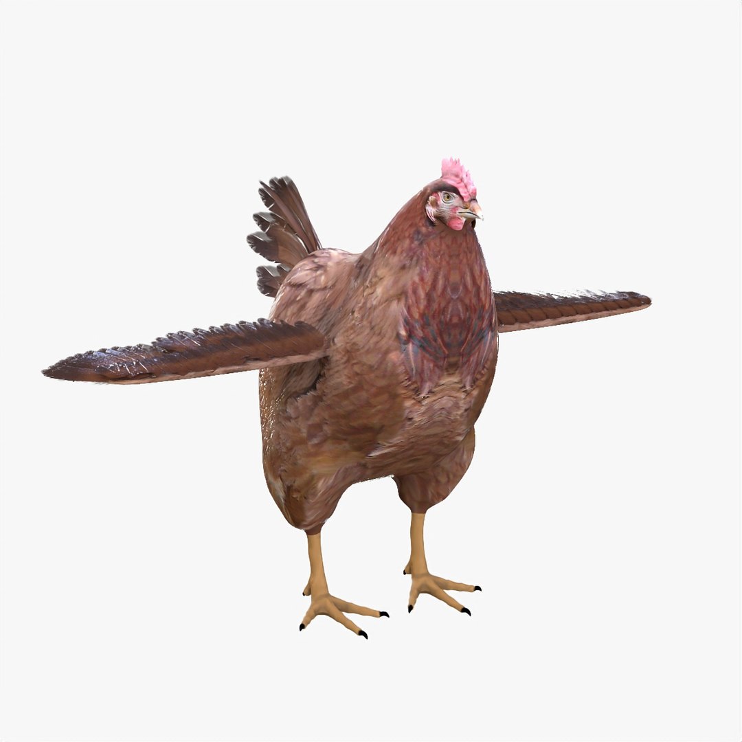 bird chicken 3D model https://p.turbosquid.com/ts-thumb/2f/aMsg14/Mf2gmUYP/hen5/jpg/1586067194/1920x1080/fit_q87/0142fd918d80268f65aa7da693a8775ea47d594d/hen5.jpg