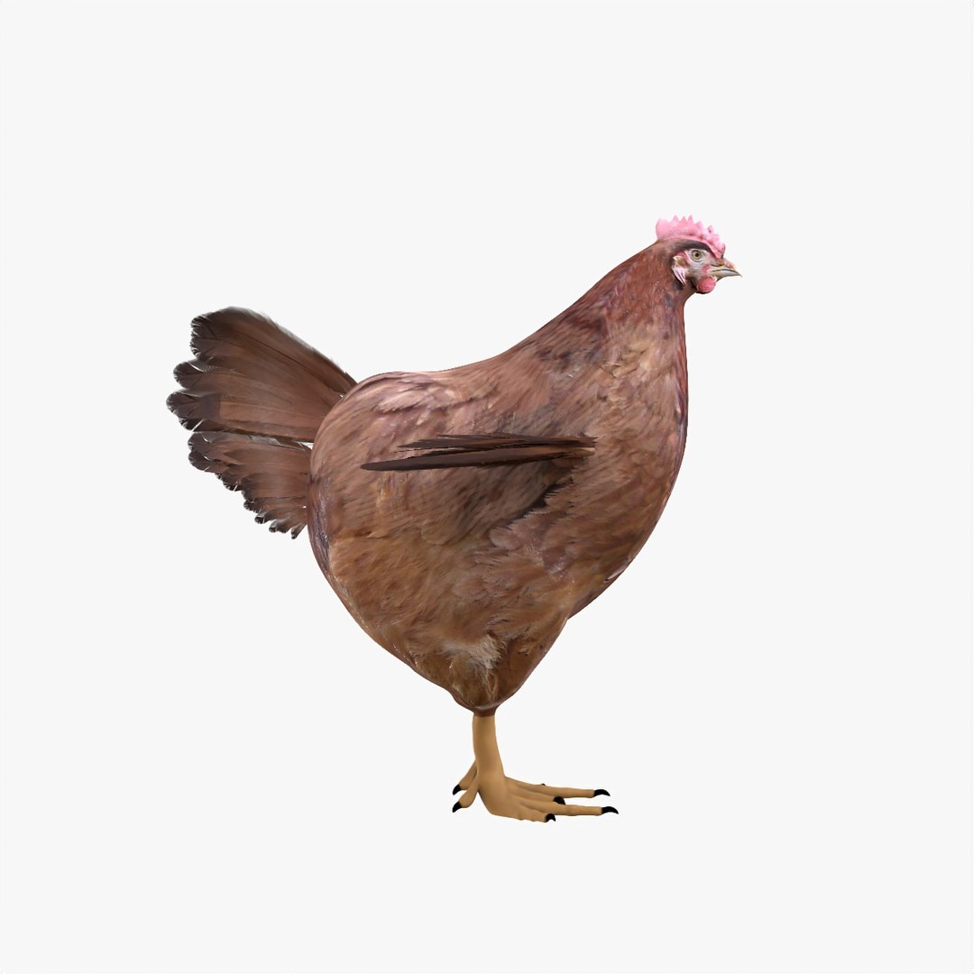 bird chicken 3D model https://p.turbosquid.com/ts-thumb/2f/aMsg14/bnx1HAiv/hen4/jpg/1586067194/1920x1080/fit_q87/133b84728663f1d3e597d6ef367d5601a008b1b4/hen4.jpg