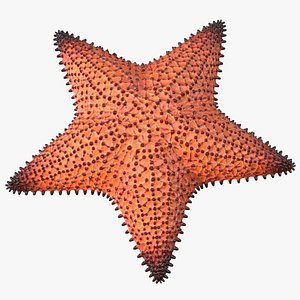 Starfish Dark 3D