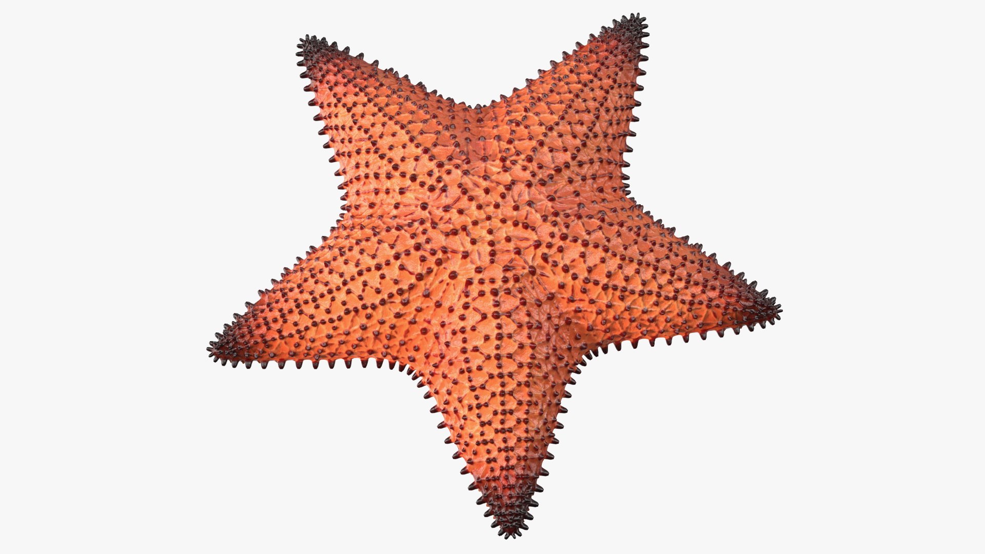 Starfish Dark 3D model preview