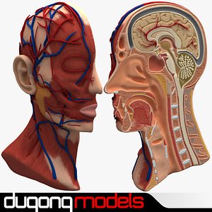 3d model dugm01 anatomy head cutaway