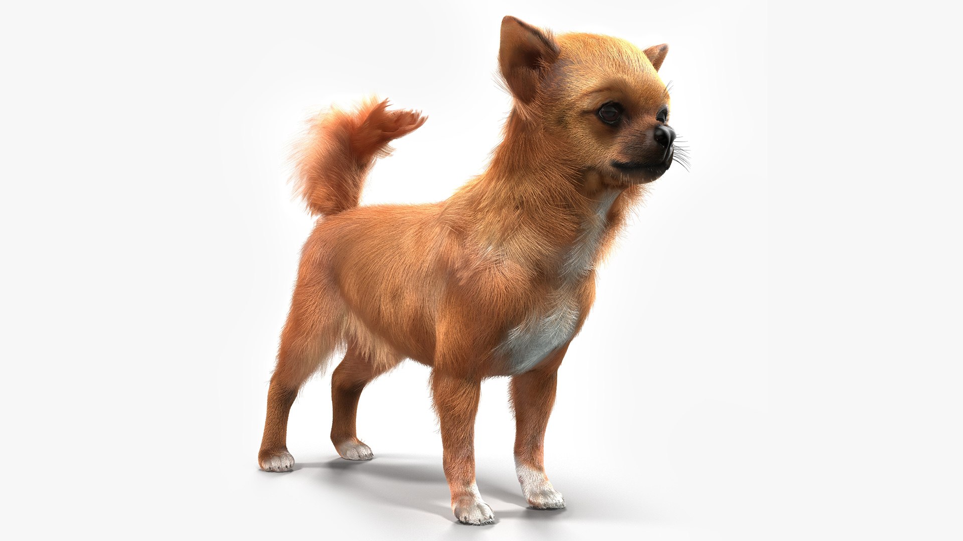 Chihuahua Fur 3D model preview