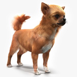 Chihuahua Fur 3D