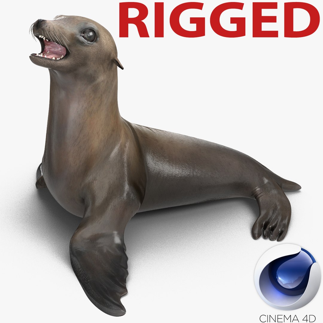 Sea Lion Rigged for Cinema 4D 3D model preview