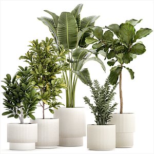 3D Set of Strelitzia Croton Ficus plants in white pots 1407