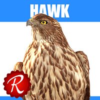 Hawk