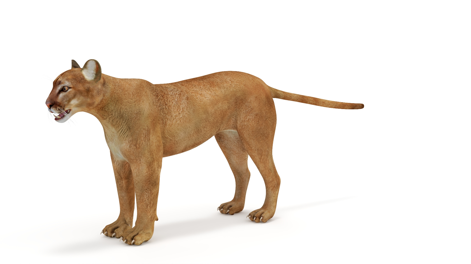 Puma Rigged 3D model https://p.turbosquid.com/ts-thumb/2g/7vBYz8/4X/puma_rigged_360/jpg/1722320048/1920x1080/turn_fit_q99/51facf5096a62cd0ce148dcefc7b3a1339ab9793/puma_rigged_360-1.jpg