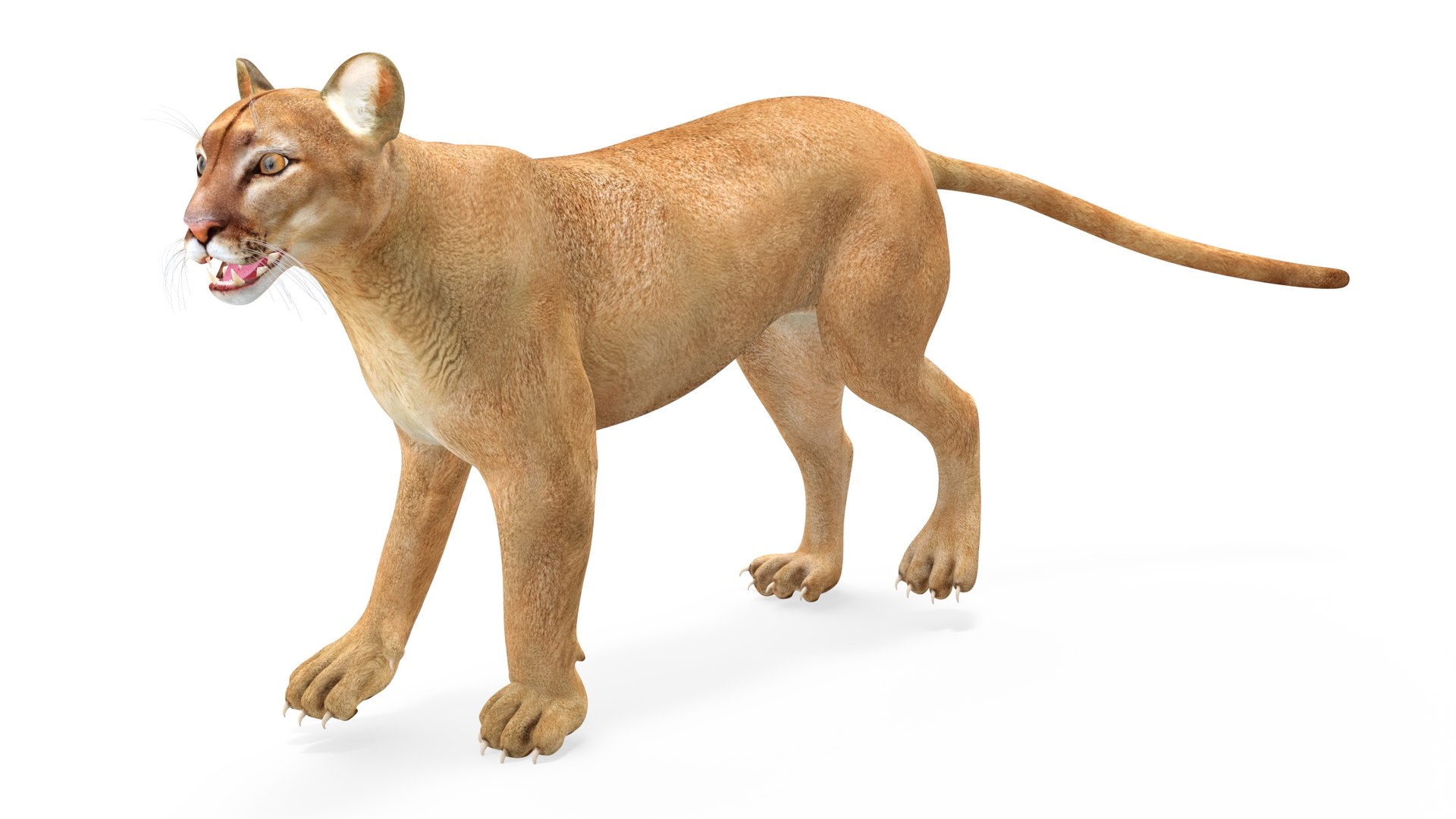 Puma Rigged 3D model https://p.turbosquid.com/ts-thumb/2g/7vBYz8/6N/puma_rigged_009/jpg/1716125624/1920x1080/fit_q87/a8aceead636517df7cbbae9d90a9845188711603/puma_rigged_009.jpg