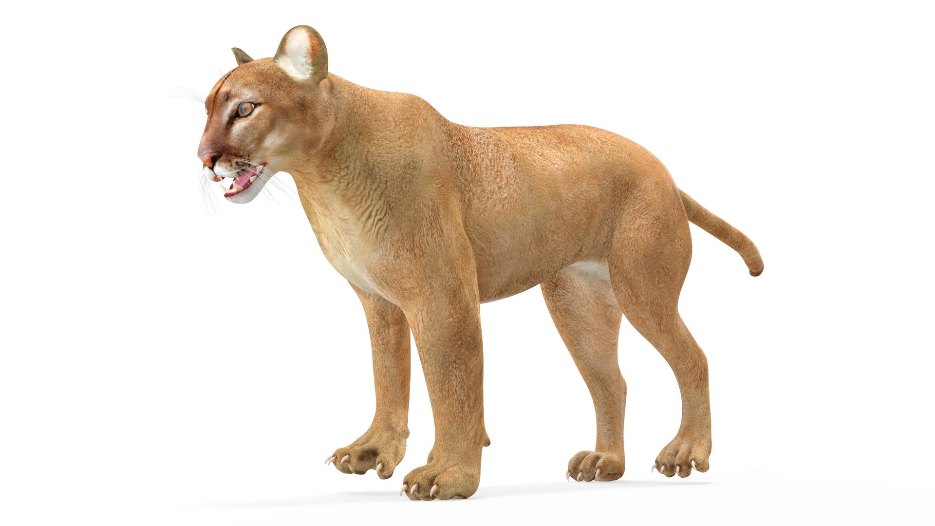 Puma Rigged 3D model https://p.turbosquid.com/ts-thumb/2g/7vBYz8/Af/puma_rigged_012/jpg/1716125628/1920x1080/fit_q87/ff4e6361b0083b798cacd63460f65cf9573cfc3f/puma_rigged_012.jpg