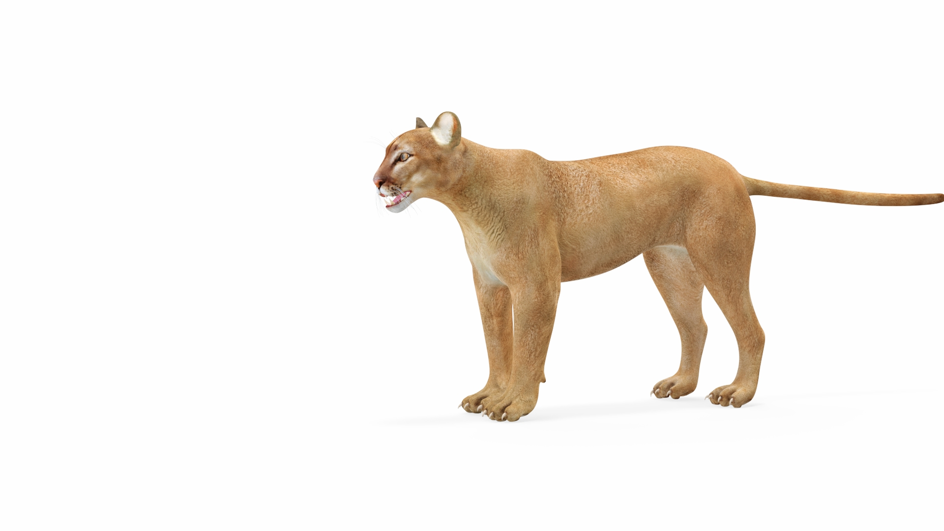 Puma Rigged 3D model https://p.turbosquid.com/ts-thumb/2g/7vBYz8/DM/puma_rigged_361/jpg/1722320383/1920x1080/turn_fit_q99/996ec46457bda6263294c87407d0dbb970ddb6bc/puma_rigged_361-1.jpg