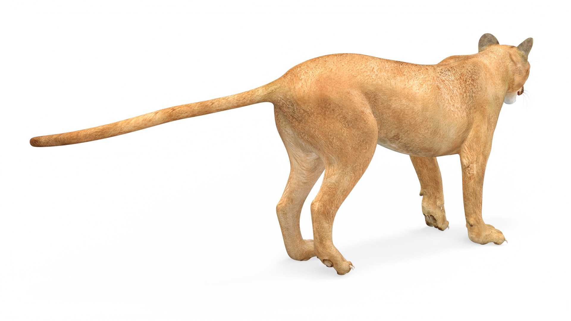 Puma Rigged 3D model https://p.turbosquid.com/ts-thumb/2g/7vBYz8/Nf/puma_rigged_011/jpg/1716125627/1920x1080/fit_q87/aa58f5496dfb8edc05eed2257c4423c85a130d71/puma_rigged_011.jpg