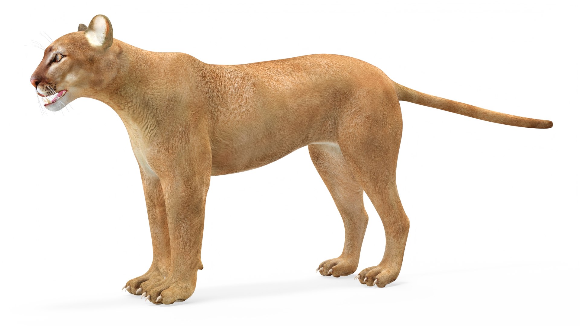 Puma Rigged 3D model https://p.turbosquid.com/ts-thumb/2g/7vBYz8/OP/puma_rigged_007/jpg/1716125621/1920x1080/fit_q87/9e53bfac5a50b95d7ee72fe859727c5c5306e74f/puma_rigged_007.jpg