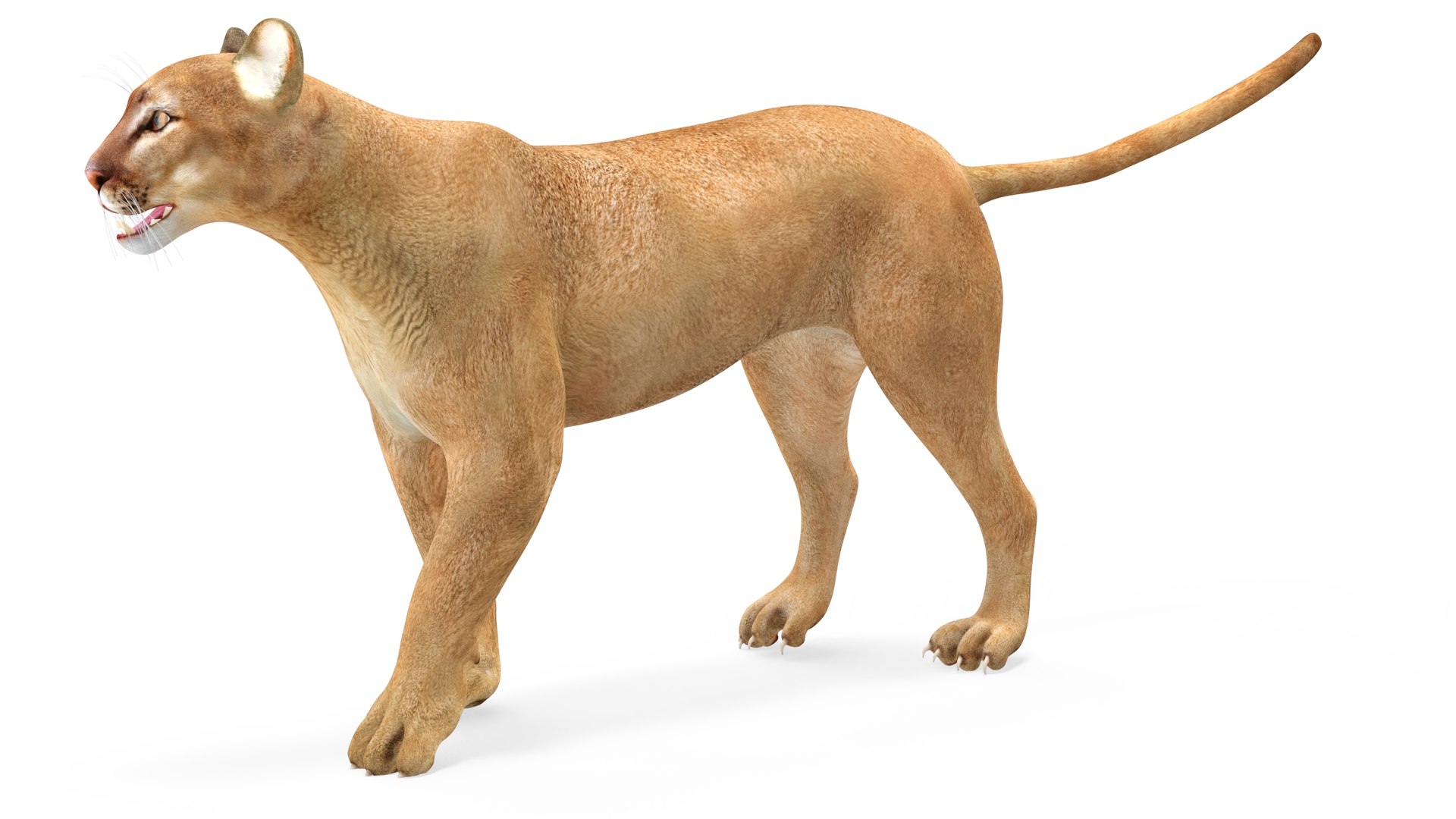 Puma Rigged 3D model https://p.turbosquid.com/ts-thumb/2g/7vBYz8/XK/puma_rigged_008/jpg/1716125623/1920x1080/fit_q87/36230286530638b6f46600f4551a6cd9a5a00924/puma_rigged_008.jpg