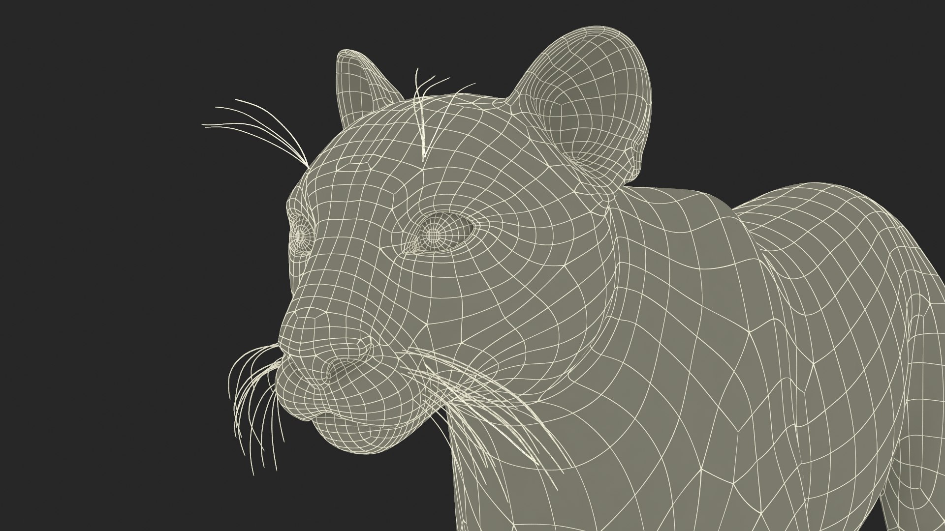 Puma Rigged 3D model https://p.turbosquid.com/ts-thumb/2g/7vBYz8/c9/puma_rigged_027/jpg/1716125639/1920x1080/fit_q87/c4d731c571c465cc0eb4e512524f9f9f84567531/puma_rigged_027.jpg