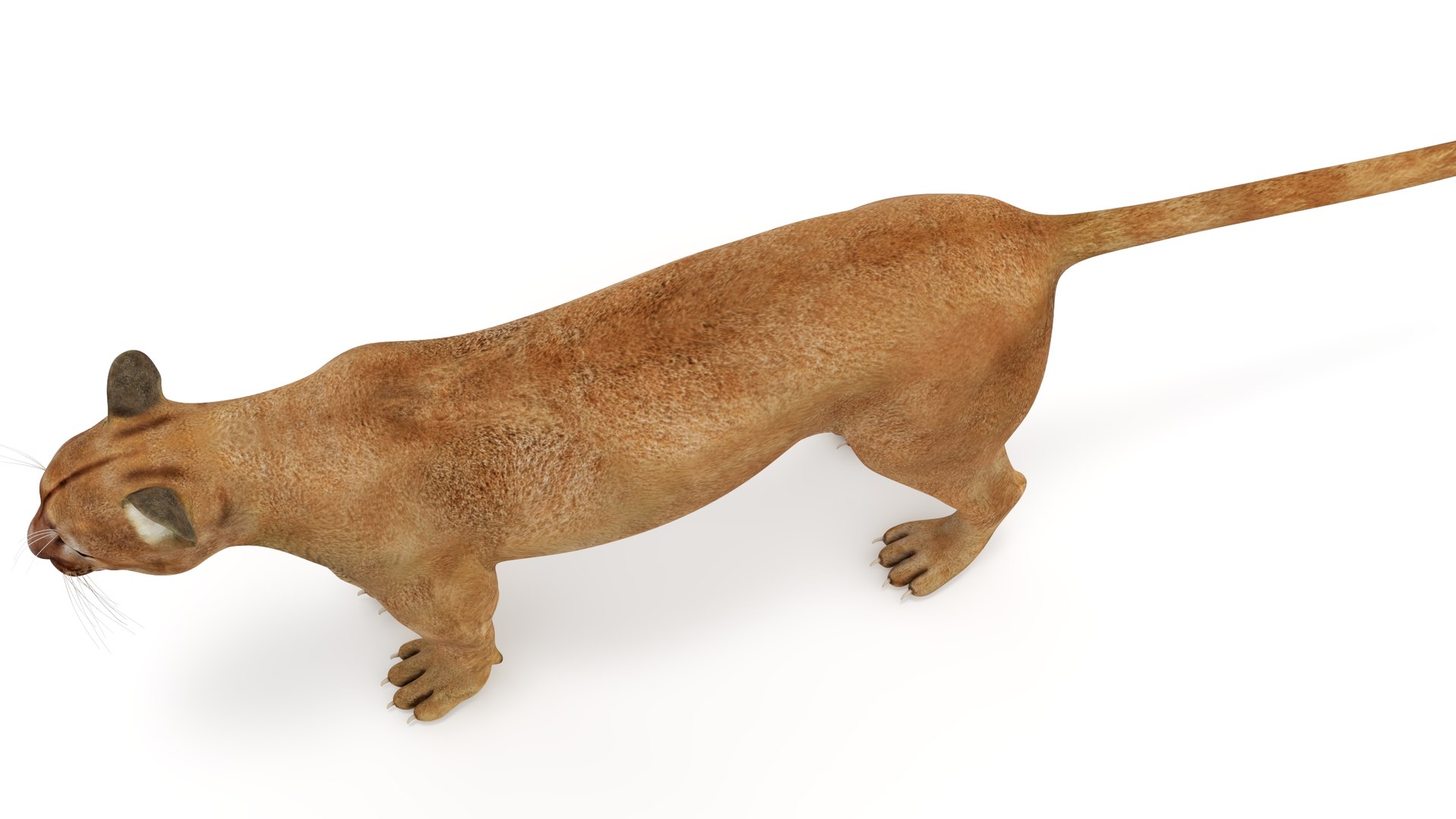 Puma Rigged 3D model https://p.turbosquid.com/ts-thumb/2g/7vBYz8/gE/puma_rigged_016/jpg/1716125632/1920x1080/fit_q87/9ffeba7f39575660475b1b31a582132f21c08753/puma_rigged_016.jpg