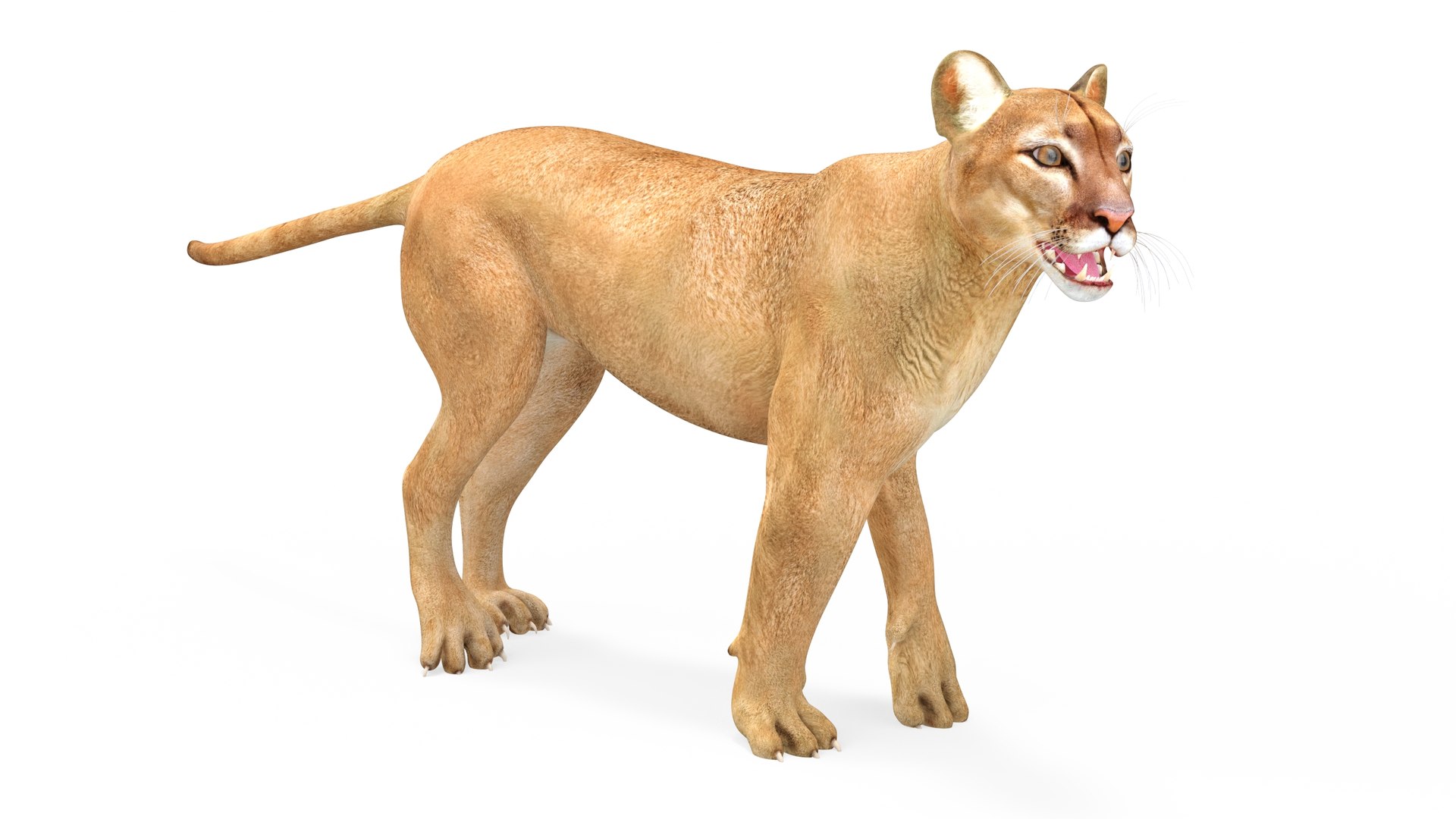 Puma Rigged 3D model https://p.turbosquid.com/ts-thumb/2g/7vBYz8/md/puma_rigged_010/jpg/1716125626/1920x1080/fit_q87/1241fa2fec69cc14e5f4a4b76dec8cd1b27aeb7b/puma_rigged_010.jpg