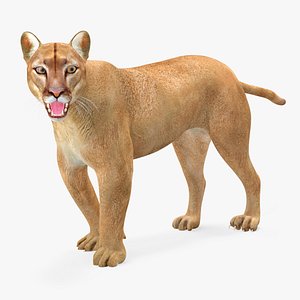 Puma Rigged 3D model