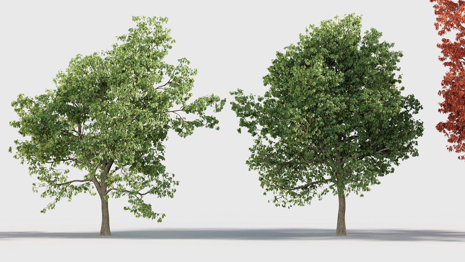 Quercus rubra 3D model 3D model https://p.turbosquid.com/ts-thumb/2g/91VJ0M/71/gd_v20_quercus_rubra_07/jpg/1787198488/1920x1080/fit_q87/f92d8a7cc158bac23015720ed2373d8d7fe33a8b/gd_v20_quercus_rubra_07.jpg